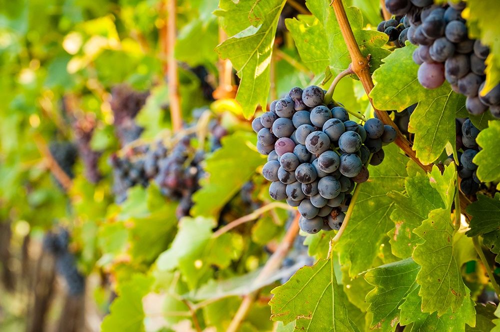Washington State-Yakima Valley Clusters of Grenache grapes in a Yakima Valley vineyard